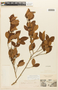 Erythroxylum passerinum Mart., Brazil, J. S. Blanchet 1849, F