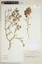 Halophytum ameghinoi (Speg.) Speg., Argentina, A. T. Hunziker 14332, F