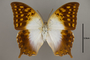 124953 Charaxes varanes d IN