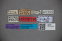 2819707 Stenaesthetus kraatzi LT labels IN