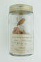 Muilla S. Watson ex Benth. & Hook. f., Allium, CEYLON [Sri Lanka], C. F. Millspaugh, F