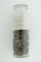 Allium cernum Roth, Bulbs, U.S.A., Hur. H. Smith, F