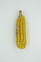 Zea mays L., Corn, Ecuador, D. Brinkmeier, F