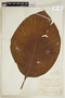 Cinchona pubescens Vahl, COLOMBIA, F