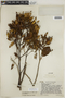 Cinchona pubescens Vahl, ECUADOR, F