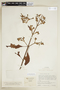 Cinchona pubescens Vahl, COLOMBIA, F