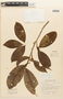 Erythroxylum squamatum Sw., Guyana, D. B. Fanshawe 2496, F