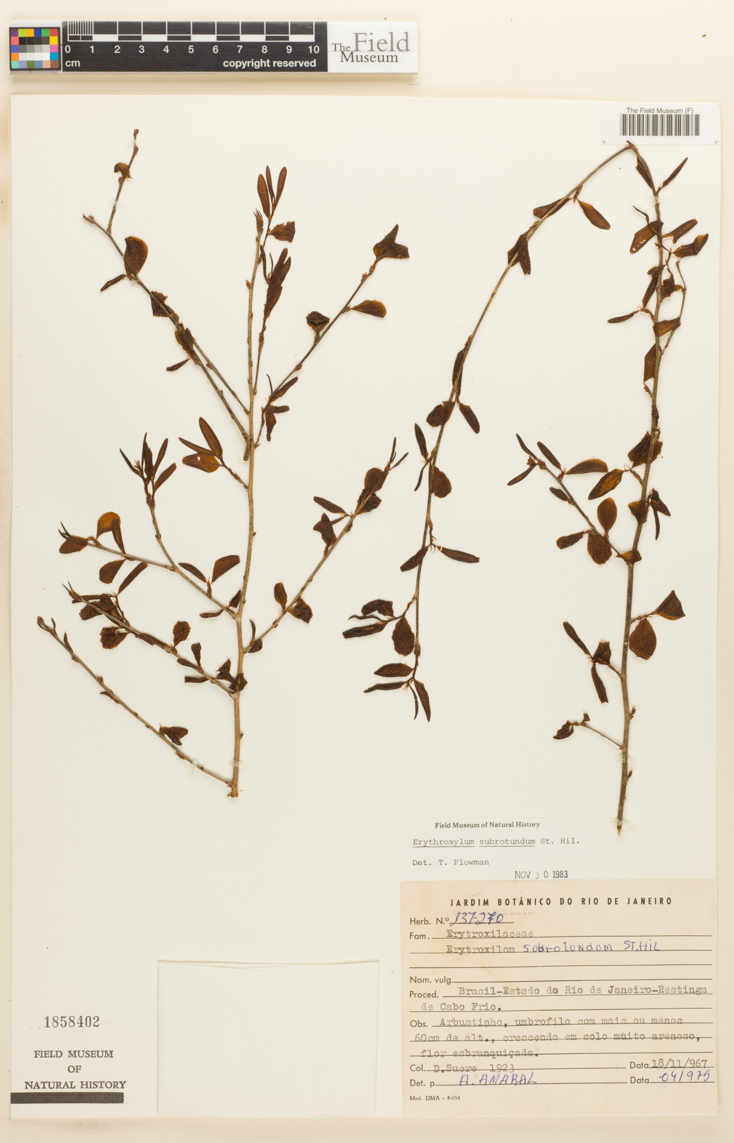 Catalogue | Botanical Collections