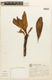 Erythroxylum tortuosum Mart., Brazil, G. M. Christenson 1177, F