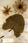 Image taken for vplants.org  project. Botanical specimen V0010146F