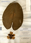 Image taken for vplants.org  project. Botanical specimen V0010161F