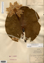 Image taken for vplants.org  project. Botanical specimen V0010172F