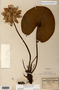Image taken for vplants.org  project. Botanical specimen V0010180F