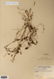 Image taken for vplants.org  project. Botanical specimen V0010316F