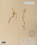 Image taken for vplants.org  project. Botanical specimen V0010324F