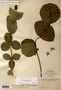 Image taken for vplants.org  project. Botanical specimen V0010455F