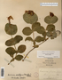 Image taken for vplants.org  project. Botanical specimen V0010456F