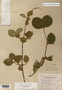Image taken for vplants.org  project. Botanical specimen V0010458F