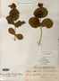 Image taken for vplants.org  project. Botanical specimen V0010461F
