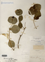 Image taken for vplants.org  project. Botanical specimen V0010462F