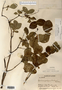 Image taken for vplants.org  project. Botanical specimen V0010463F