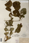 Image taken for vplants.org  project. Botanical specimen V0010465F