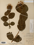 Image taken for vplants.org  project. Botanical specimen V0010467F