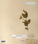 Image taken for vplants.org  project. Botanical specimen V0010835F