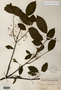 Image taken for vplants.org  project. Botanical specimen V0010873F