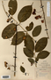Image taken for vplants.org  project. Botanical specimen V0010881F