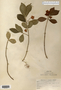 Image taken for vplants.org  project. Botanical specimen V0010914F