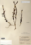 Image taken for vplants.org  project. Botanical specimen V0011004F
