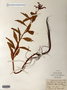 Image taken for vplants.org  project. Botanical specimen V0011170F