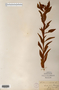 Image taken for vplants.org  project. Botanical specimen V0011178F