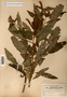 Image taken for vplants.org  project. Botanical specimen V0011208F