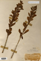 Image taken for vplants.org  project. Botanical specimen V0011234F