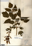 Image taken for vplants.org  project. Botanical specimen V0011563F
