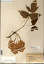 Image taken for vplants.org  project. Botanical specimen V0011571F