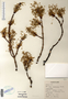 Image taken for vplants.org  project. Botanical specimen V0011648F