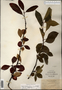 Image taken for vplants.org  project. Botanical specimen V0011676F