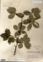 Image taken for vplants.org  project. Botanical specimen V0011680F