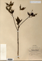 Image taken for vplants.org  project. Botanical specimen V0011695F