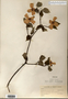 Image taken for vplants.org  project. Botanical specimen V0011721F