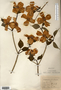 Image taken for vplants.org  project. Botanical specimen V0011735F