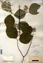 Image taken for vplants.org  project. Botanical specimen V0011912F