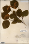 Image taken for vplants.org  project. Botanical specimen V0011927F