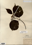 Image taken for vplants.org  project. Botanical specimen V0011928F