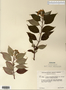 Image taken for vplants.org  project. Botanical specimen V0011935F