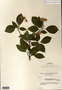 Image taken for vplants.org  project. Botanical specimen V0011937F