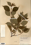 Image taken for vplants.org  project. Botanical specimen V0011947F